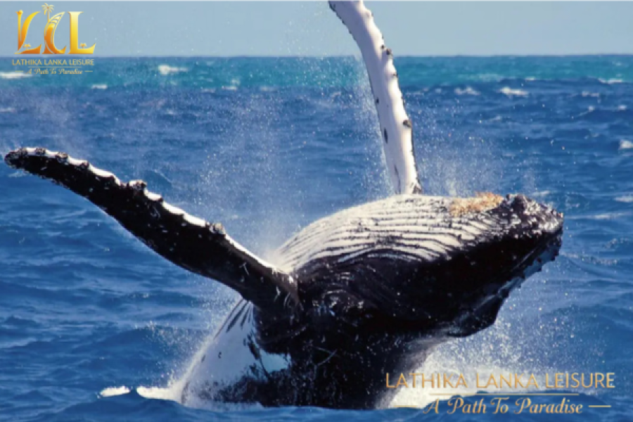 WHALE WATCHING IN MIRISSA