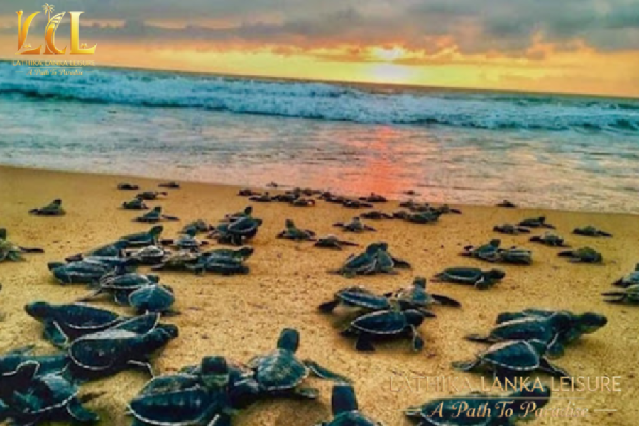 VISIT A TURTLE HATCHERY IN SRI LANKA