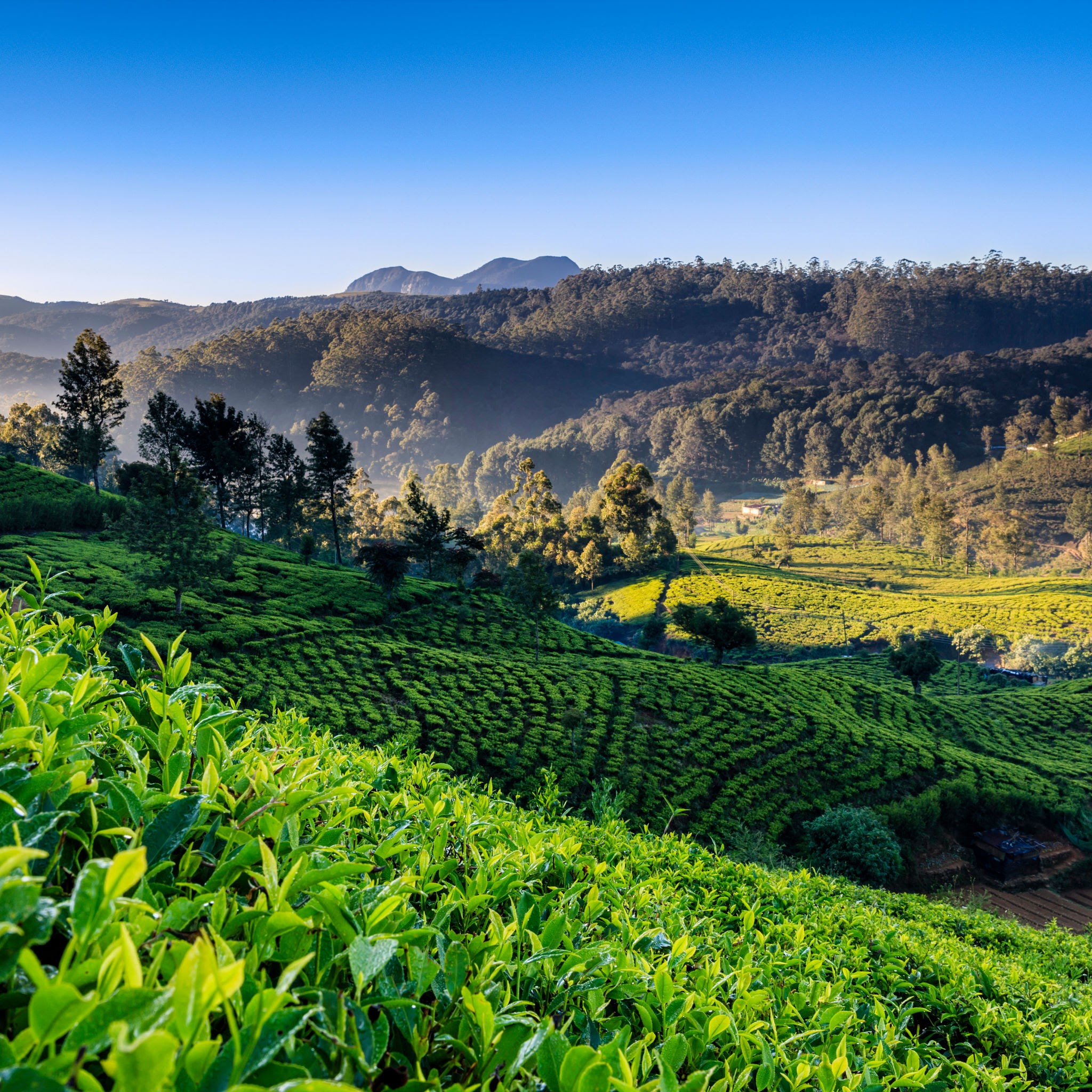 Nuwara Eliya